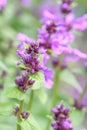 Big Betony Stachys macrantha Superba budding purple flowers